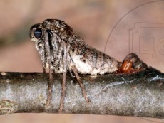 Alsophila aescularia_самка после кладки